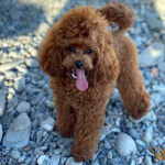 Barbone Toy rosso