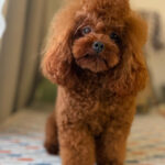 Barbone Toy rosso
