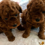Cuccioli Barbone Toy Rosso nati il 23.6.2026