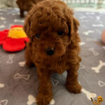 Cuccioli Barbone Toy Rosso nati il 23.6.2026