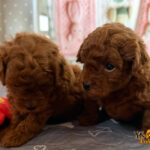 Cuccioli Barbone Toy Rosso nati il 23.6.2026