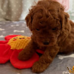 Cuccioli Barbone Toy Rosso nati il 23.6.2026
