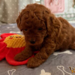 Cuccioli Barbone Toy Rosso nati il 23.6.2026