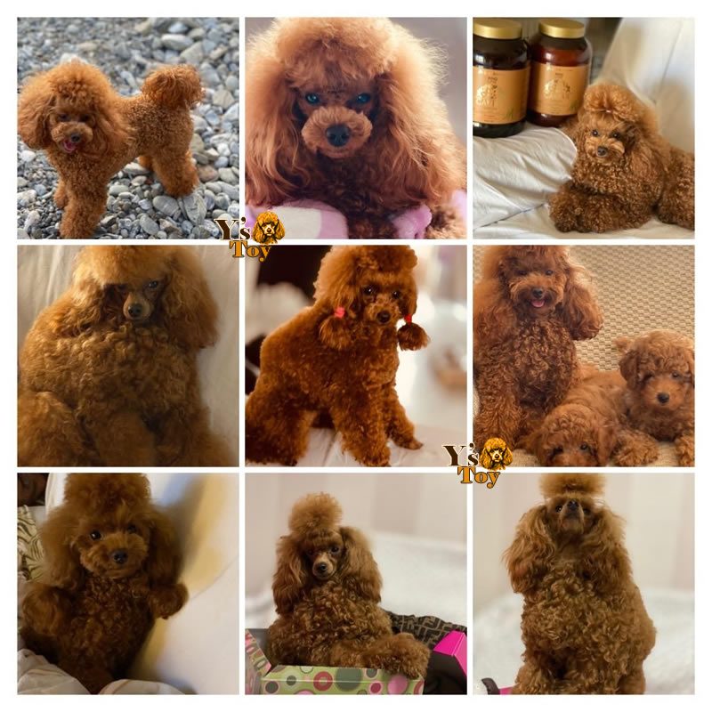 Cuccioli 23.6.2026